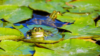 žába10 frog-3312038 1280